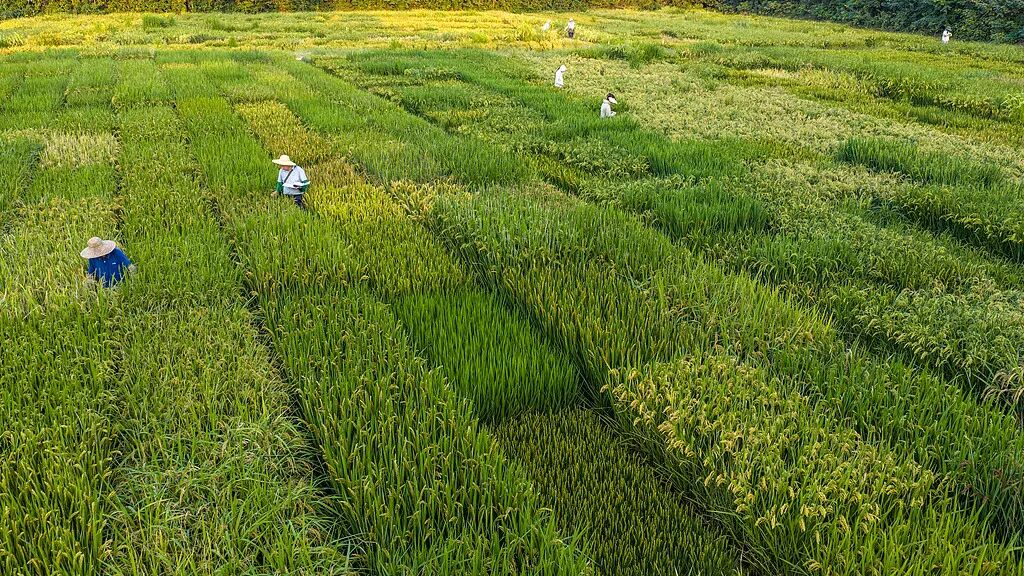 聚焦畜牧渔业饲料，国办部署22类重点领域精准发力